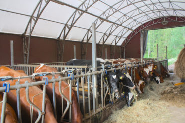 Landtek Hall hevostalli - Landtek